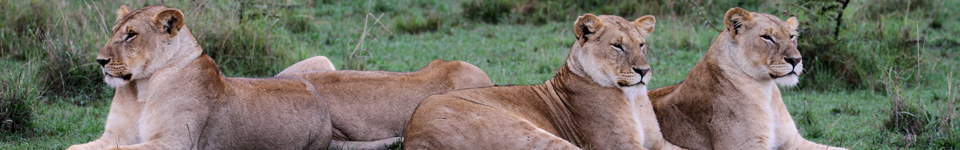 Lions, Mara North, Kenya