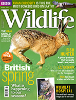 BBC Wildlife Magazine: Zambia - Doing what fits the Bill - April 2017