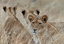 Cecil's Pride, Hwange, Zimbabwe