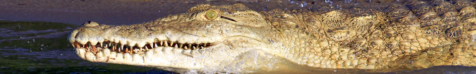 Crocodile, Selous, Tanzania