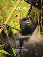 The Explorer magazine - Uganda: Masking up for Mountain Gorillas - November 2017