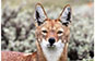Ethiopian Wolf, Bale Mountains NP, Ethiopia