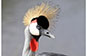 Crested Crane, Serengeti, Tanzania