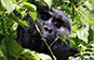 Mountain gorilla, Bwindi Impenetrable NP, Uganda