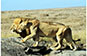 Lion and lioness, Serengeti, Tanzania