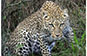 Leopard, Mara North, Kenya