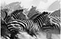 Zebra, Serengeti, Tanzania