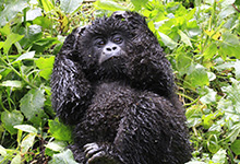 Baby gorilla, Uganda