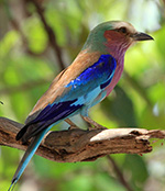 Lilac breasted roller, South Luangwa, Zambia
