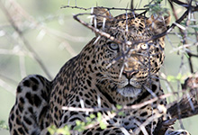 Leopard, Okonjima, Namibia