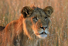 Lion, Luiwa Plain, Zambia