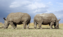 Najin and Fatu, Laikipia, Kenya