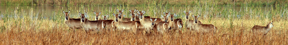 Waterbuck, Liwonde, Malawi
