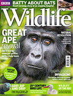 BBC Wildlife magazine: Uganda's mountain gorillas - Meetings of Minds - October 2017 (www.discoverwildlife.com)